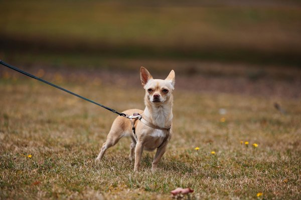 What are the key considerations for foreign investors in the UK real estate market?